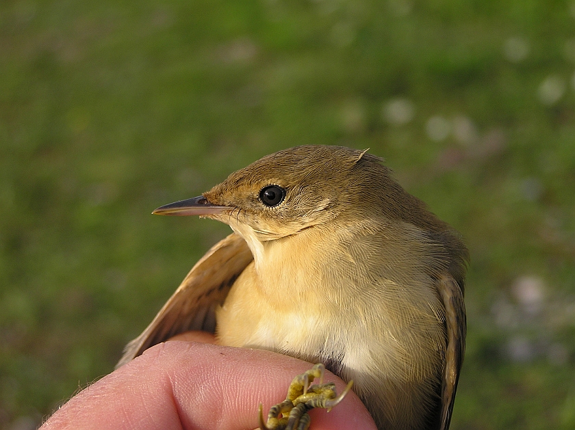 Marsh Warbler, Sundre 20050729